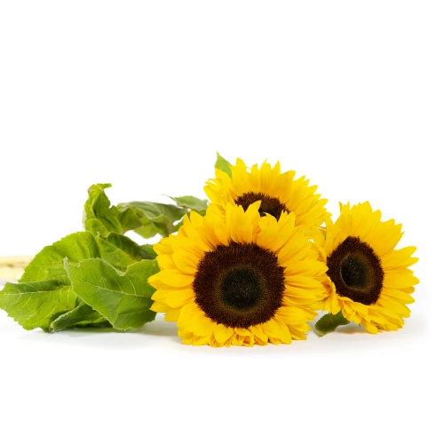 Flower of sunflower